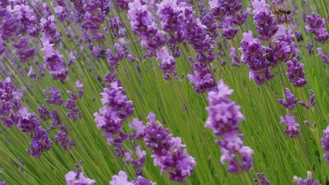 Closeup of growing blooming lavender on wind, medicinal herb Stock Footage 111875525