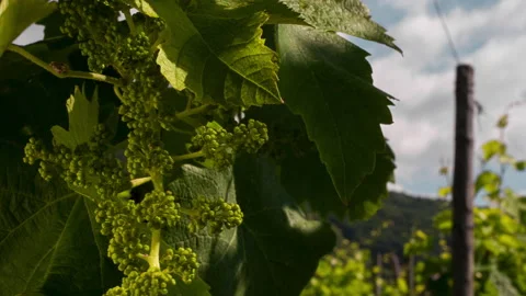 Closeup of Growing Grape, clip 1 Stock Footage 151101272