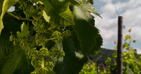 Closeup of Growing Grape, clip 1 Stock Footage 151101284