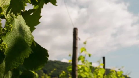 Closeup of Growing Grape, pan clip 3 Stock Footage 151101720