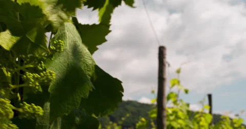 Closeup of Growing Grape, pan clip 3 Stock Footage 151101752