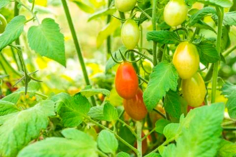 Closeup of growing grape tomatoes Stock Photos