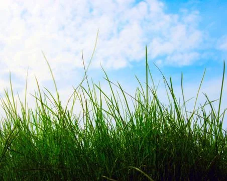 Closeup growing grass Foto stock