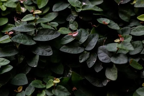 Closeup of the grown green leaves with bumpy textures 写真素材