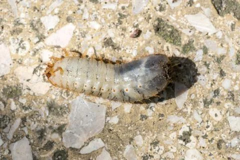 Closeup of a Grub (prob. rose chafer, Cetoniinae) moving on its back Stock Photos