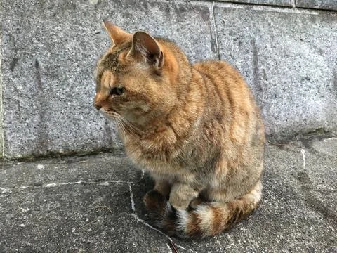 Closeup of a grumpy striped cat sitting on the ground in the daylight Stock Photos