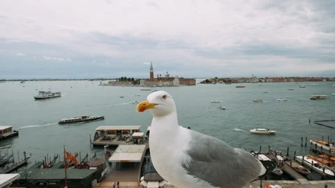 Closeup Of Gull. In The Background View Of The Venetian. Video stock 110756237