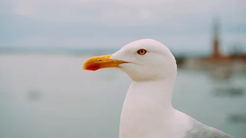 Closeup Of Gull. Bird's Head. Video stock 110756151