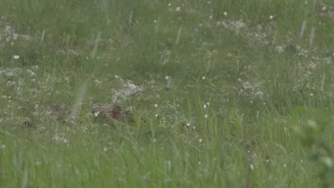 Closeup of Hail Stones Falling and Bouncing on Ground in Hailstorm Slow Motion Stock Footage 134516623