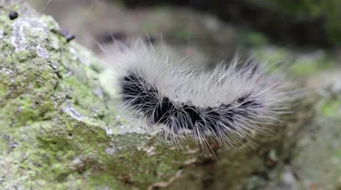 Closeup of hairy caterpillar Stock Footage 65242655