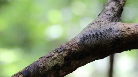 Closeup of hairy caterpillar Stock Footage 65242724