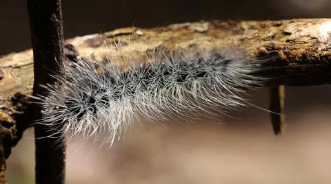 Closeup of hairy caterpillar Stock Footage 65773704