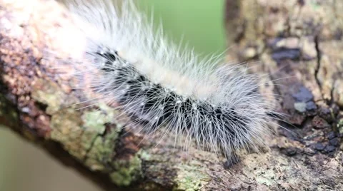 Closeup of hairy caterpillar Stock Footage 65773924