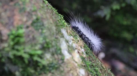 Closeup of hairy caterpillar Stock Footage 65773928