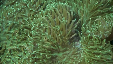 Closeup of Hairy Mushroom coral polyps (Rhodactis indosinensis). Macro 1:1  Stock Footage
