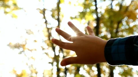 Closeup of hand of child and sunlight in background. Stock Footage 73780103
