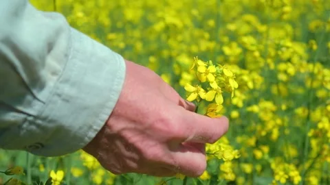 Closeup hand farmer studying canola in field. agronomist checks rapeseed crops. Stock Footage 241154504