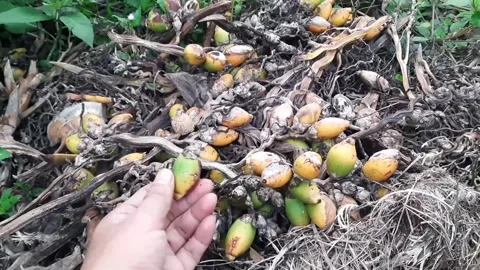 Closeup of hand harvesting Areca nuts from the ground Video stock 317648836