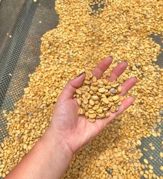Closeup hand hold raw coffee bean for dry out Foto stock