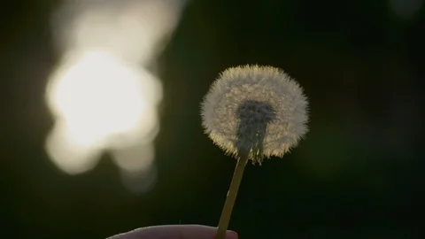 Closeup Of Hand Holding And Spinning A Dandelion Wish At Sunset Stock-Footage 129485518