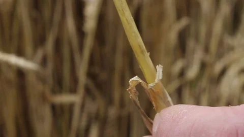 Closeup of hand holding corn. Video stock 81461292