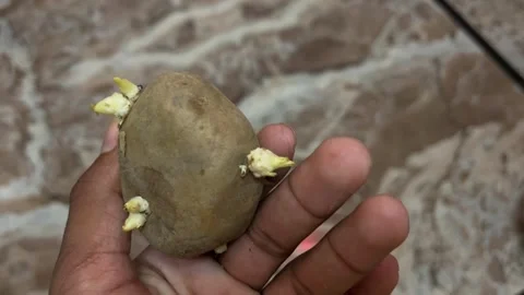 Closeup of Hand Holding Potato with Small Sprouts Growing Видео 316901736