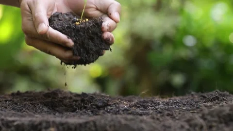 Closeup hand of a man planting tree. Stock Footage 265015836