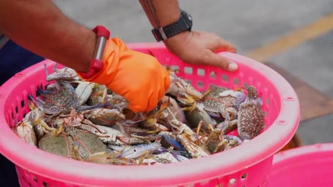 Closeup of hand people sort and select live crabs in red baskets. Stockbeeldmateriaal 158421812