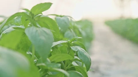 Closeup of hand picking Basil leafs in a greenhouse Stock Footage 89973894