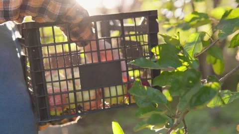CloseUp of Hand Picking Fresh Apple in Orchard. The illustration portrays a hand Stock-Footage 280245460