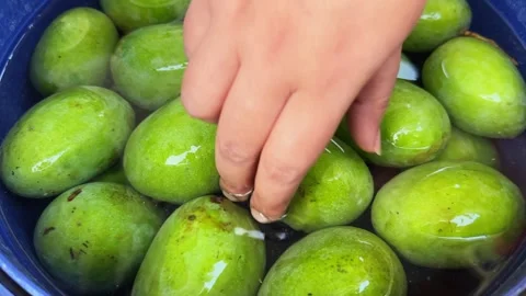 Closeup of hand picking fresh raw mango from water Stock Footage 336337017