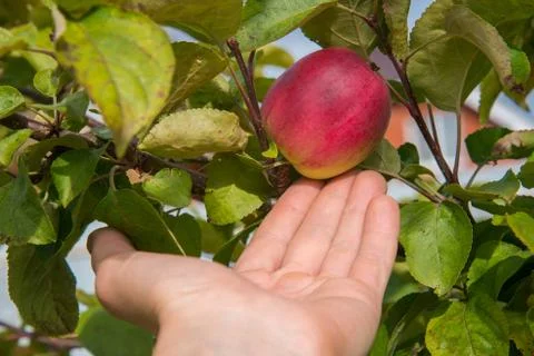 Closeup on a hand picking a red apple from tree Stock Photos