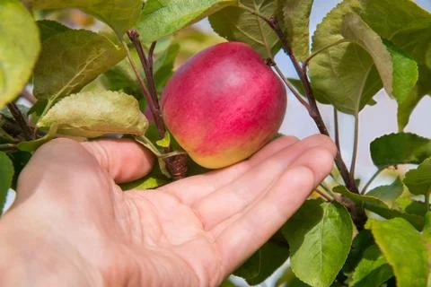 Closeup on a hand picking a red apple from tree Stock Photos
