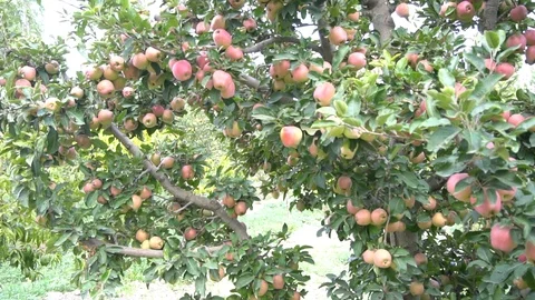 Closeup Of Hand Picking Red Fruit From An Apple Fruit Tree Branch. 4K Stock Footage 96648641