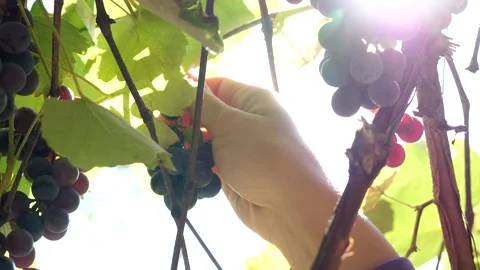 Closeup of Hand Picking Ripe Purple Grapes From Sunlit Vineyard Vine Stock Footage 340320827