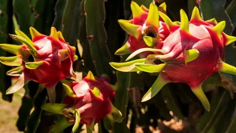 Closeup Hand Picks down Dragon Fruit from Plant Stock Footage 70930212