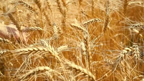 Closeup of a hand pulling over barley ears in wheat field Stock-Footage 92661689