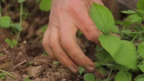 Closeup of hand pulling weeds in garden. 库存影片 130224059