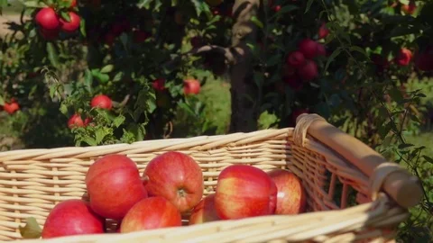 Closeup of a hand putting a ripe red apple Stock Footage 82903356