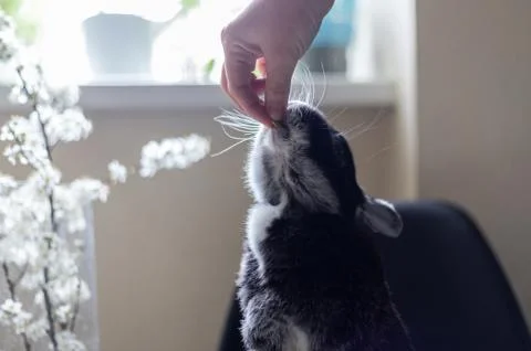 Closeup hand which feeds a rabbit, on a light background. Love to animals Stock Photos