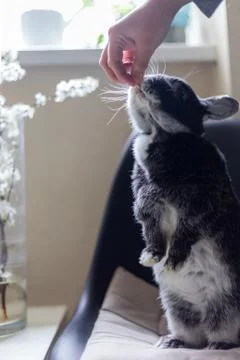 Closeup hand which feeds a rabbit, on a light background. Love to animals Stock Photos
