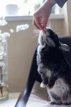 Closeup hand which feeds a rabbit, on a light background. Love to animals Stock Photos
