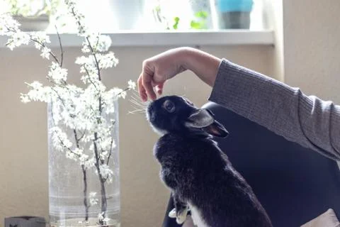 Closeup hand which feeds a rabbit, on a light background. Love to animals Stock Photos