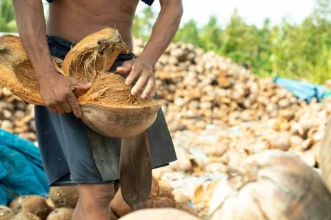 Closeup hand workers peeling coconut with an outdoor pointed knife. Stock Photos