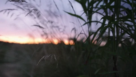 Closeup handheld shot of weeds with sunset background Stock Footage 88048860