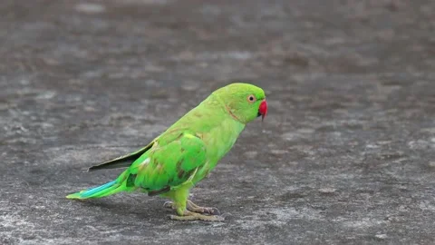 Closeup Handheld Tracking Shot of Rose-Ringed Parakeet, Green Parrot, Video stock 134409461