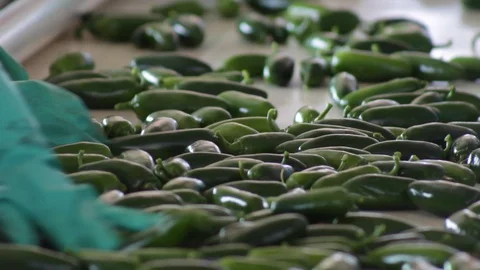 CloseUp of hands cleaning and separating serrano peppers Stock Footage 130047307