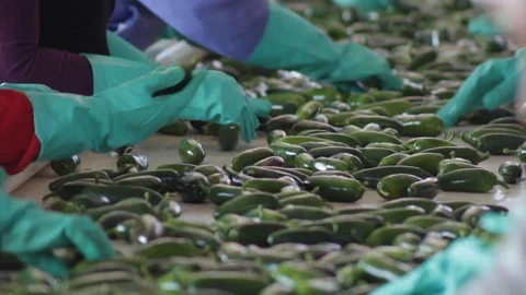 CloseUp of hands cleaning and separating serrano peppers on conveyor belt - 02 Vídeos de archivo 130047873