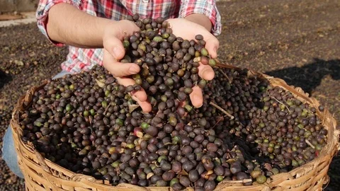Closeup of hands in coffee pods Stock Footage 80197031