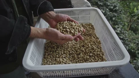 Closeup of hands holding fresh raw green coffee beans. Coffee falls out. 스톡 동영상 169159150